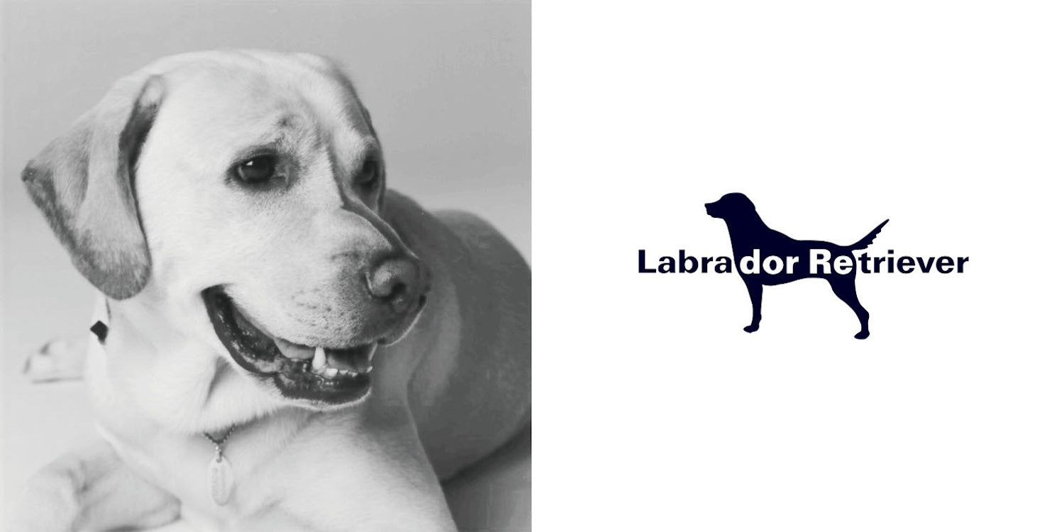 Labrador Retriever – STANDARD ORANGE GENERAL STORE